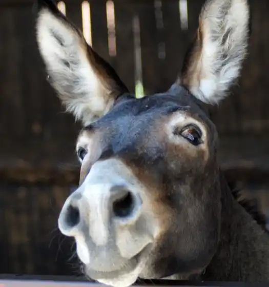 donkey-jiehuan livestock brush cow brush