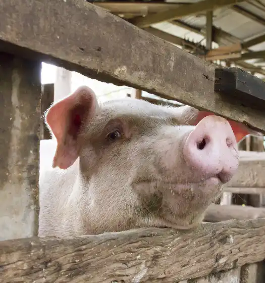 pig-livestock brush cow brush