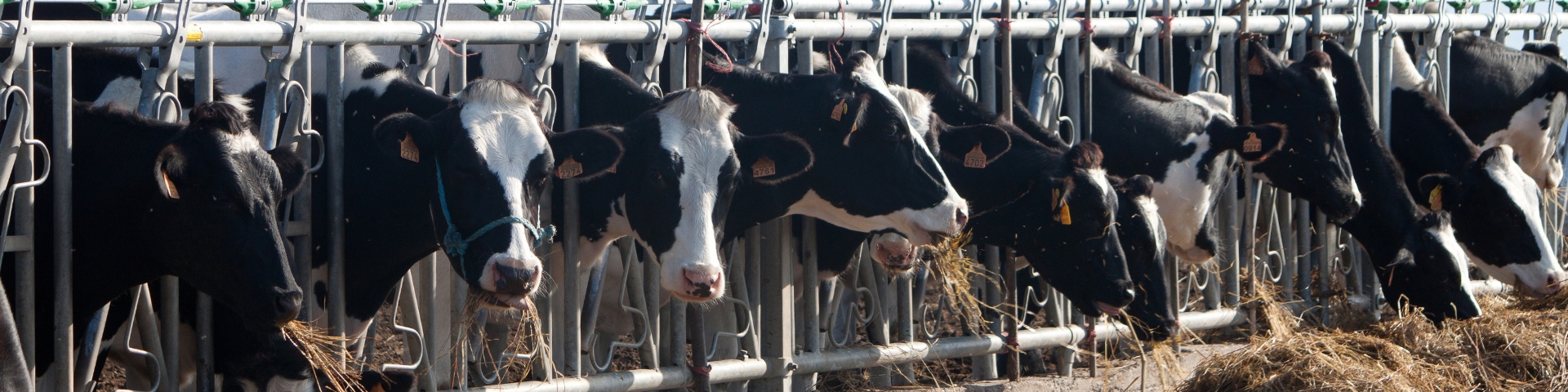 Jiehuan Livestock Brush-banner
