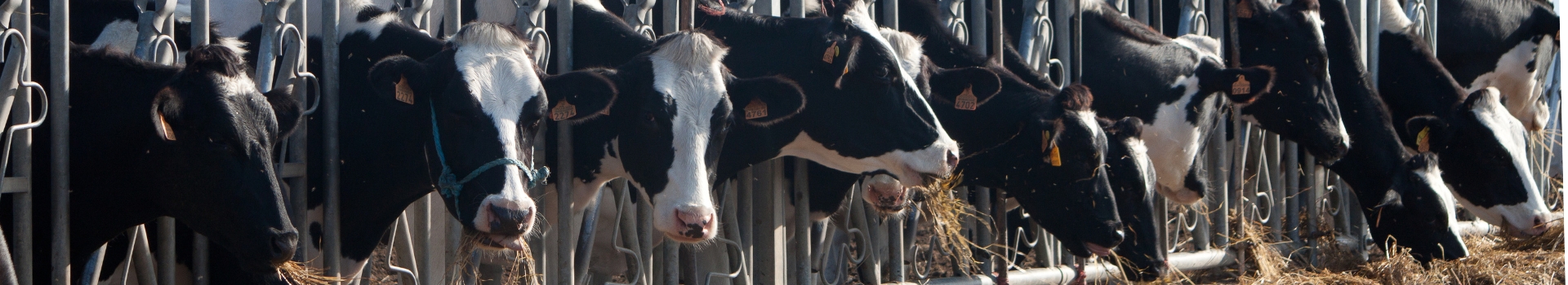 Jiehuan Livestock Brush-banner