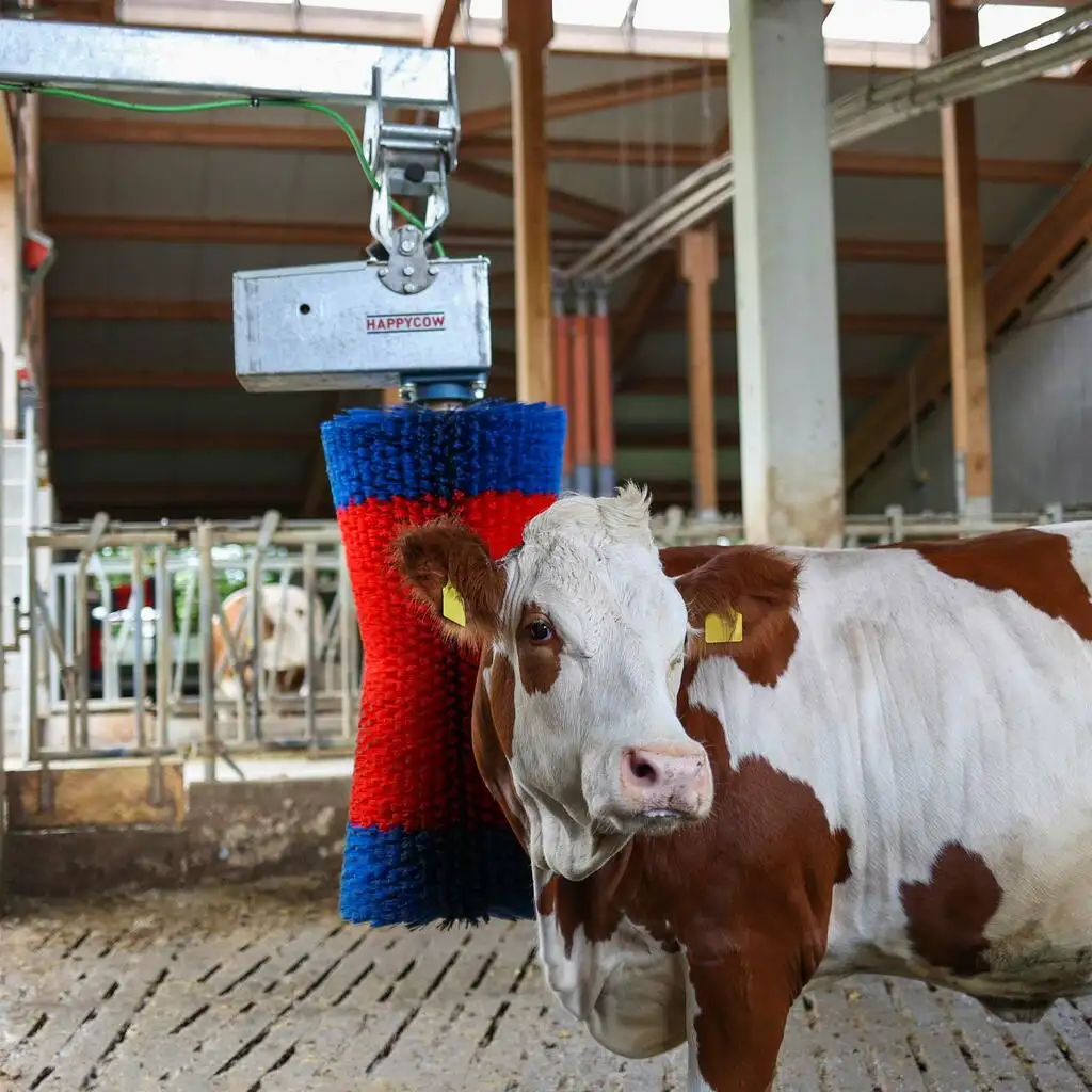 mechanical brushing cow cattle livestock brush