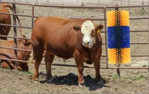 cow brush,cattle brush,livestock brush