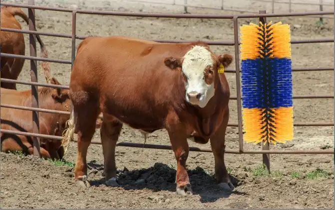 cow brush,cattle brush,livestock brush